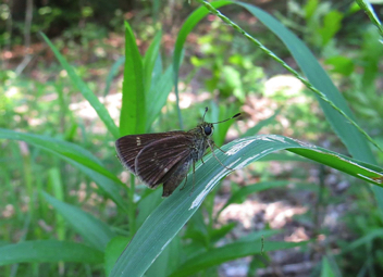 Little Glassywing